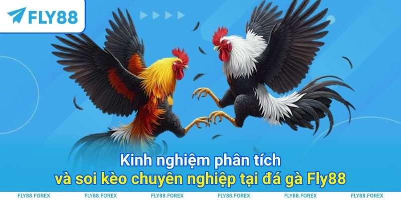 Kinh nghiệm phân tích và soi kèo chuyên nghiệp tại đá gà Fly88